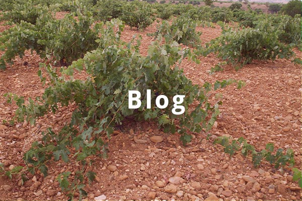 blog vino toro