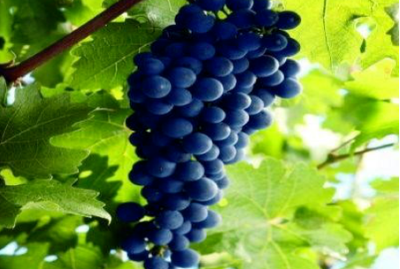 vino de toro uva