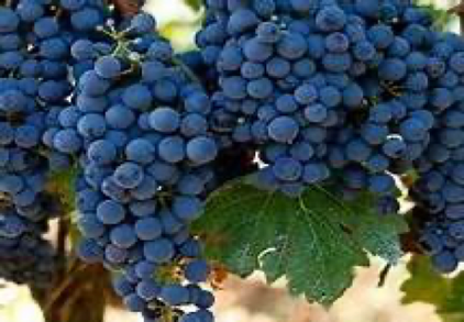 tipos de uva toro vino